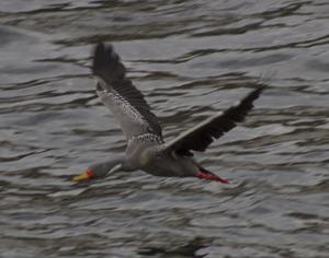 Poikilocarbo gaimardi