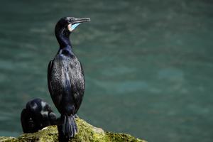utils/thumbs/Phalacrocoracidae/Urile_PPvoEKLrAXQjBd3wMtEusp.jpg