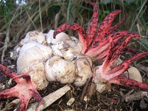 Clathrus archeri