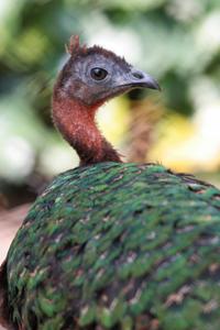Afropavo congensis
