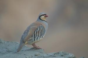 Alectoris chukar