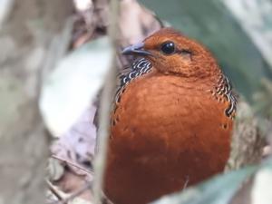 utils/thumbs/Phasianidae/Caloperdix_kLzhZAPum6qbXRKiWVKmJh.jpg