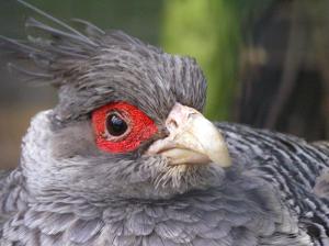 utils/thumbs/Phasianidae/Catreus_Bf5NGLvdK6QGWsKCH6iv98.jpg