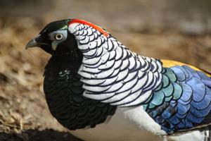 Chrysolophus amherstiae