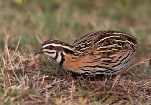 Coturnix coromandelica