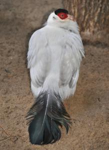 Crossoptilon crossoptilon