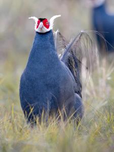 Crossoptilon auritum