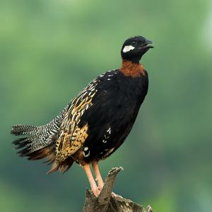 Francolinus francolinus