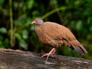 Galloperdix spadicea