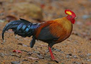Gallus lafayettii
