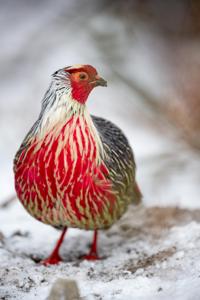 utils/thumbs/Phasianidae/Ithaginis_YfLCu6gLPiceayxeimEJHw.jpg