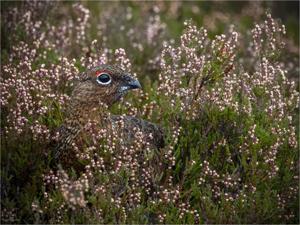 Lagopus lagopus scotica