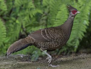 Lophura leucomelanos
