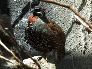 utils/thumbs/Phasianidae/Margaroperdix_X42LdFtKJU4kPrQVXosZYs.jpg