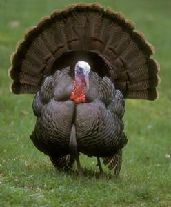 utils/thumbs/Phasianidae/Meleagris_Et8xTrv4uiNqQRJFdVGMbv.jpg