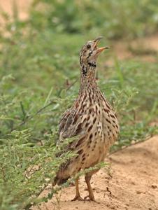Scleroptila gutturalis