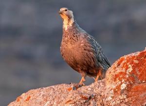 utils/thumbs/Phasianidae/Tetraogallus_B5ubAxdFv5RwzLkz5UAkFQ.jpg