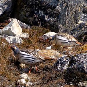 Tetraogallus himalayensis