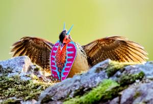 Tragopan caboti