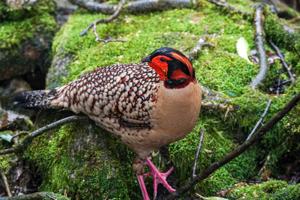 utils/thumbs/Phasianidae/Tragopan_8XK8JtR5uwGPSknnLWoMXA.jpg