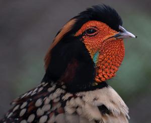Tragopan caboti