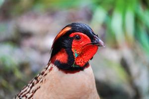 Tragopan caboti
