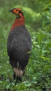 Tragopan blythii