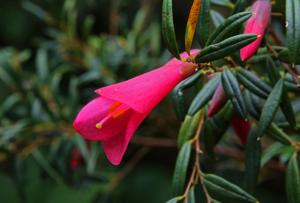 Philesia magellanica