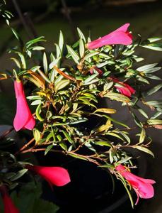 Philesia magellanica