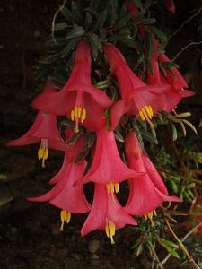 Philesia magellanica