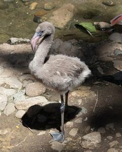 Phoenicopterus roseus