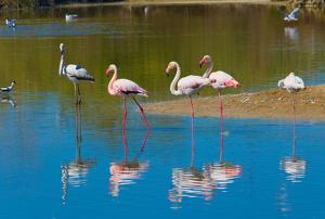 Phoenicopterus roseus