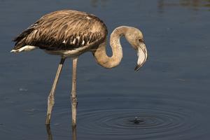 Phoenicopterus roseus