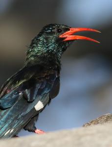 Phoeniculus purpureus