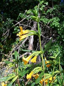 Diplacus aurantiacus