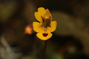 Erythranthe alsinoides