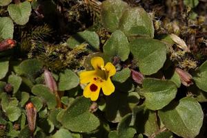 Erythranthe alsinoides