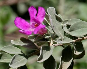 utils/thumbs/Phrymaceae/Leucophyllum_RXvTUsdN3SMhRRkGW6erwT.jpg