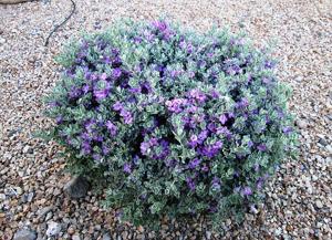 Leucophyllum frutescens