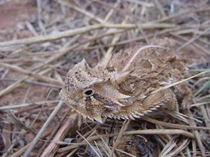Phrynosoma cornutum