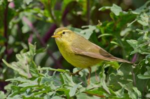 Phylloscopus affinis