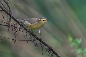 Phylloscopus affinis affinis