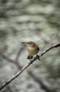 Phylloscopus collybita