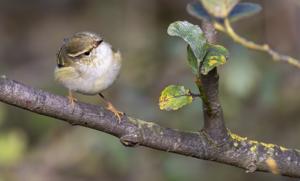 Phylloscopus inornatus