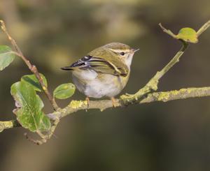 Phylloscopus inornatus