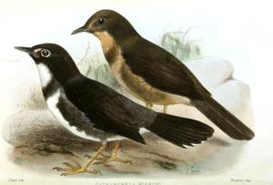 Phylloscopus whistleri