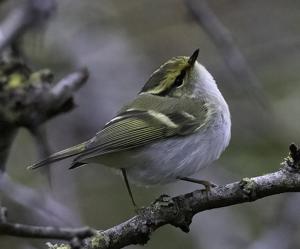 Phylloscopus proregulus