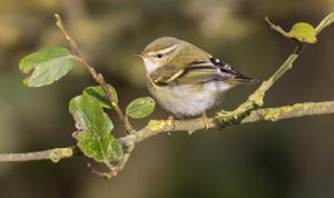 Phylloscopus inornatus