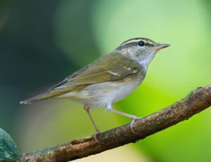 Phylloscopus tenellipes