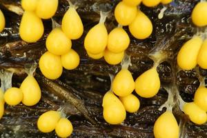Leocarpus fragilis
